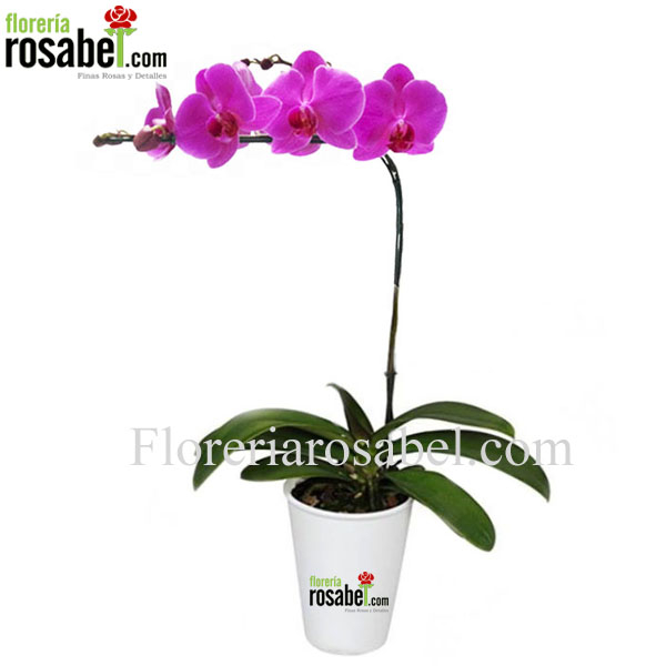 Planta de Orquidea 03